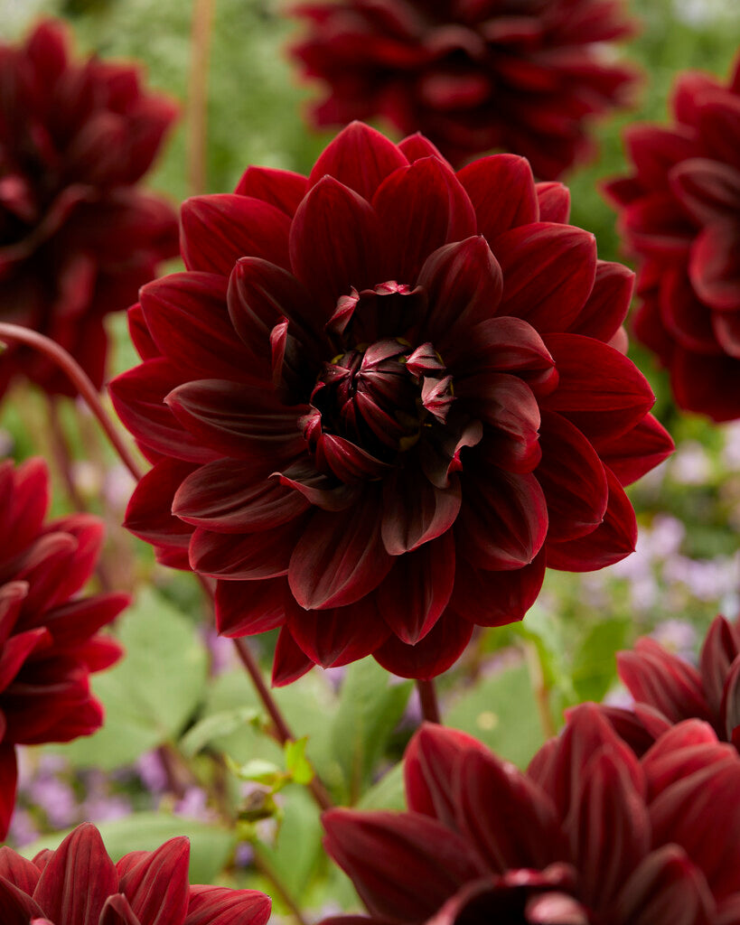 Dahlia Dekorativ Sam Hopkins 1-pack